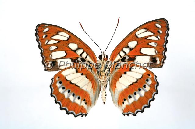 argynnis laodice v.JPG - Argynnis laodicePalla's FritillaryLepidoptera, NymphalidaePologne